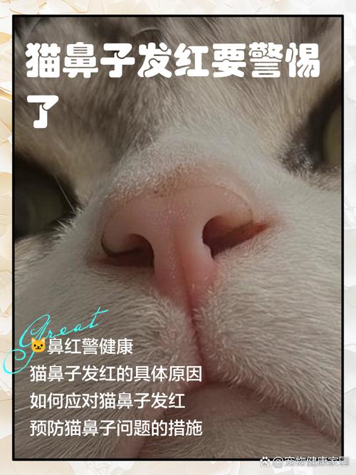 英短猫的鼻子上面红红的是怎么了?