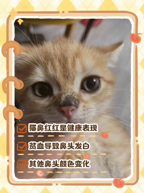 猫咪鼻子红红的怎么回事