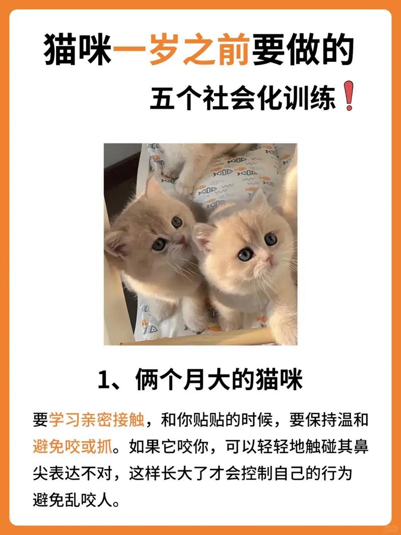 猫咪社会化训练|养只听话粘人的小猫咪