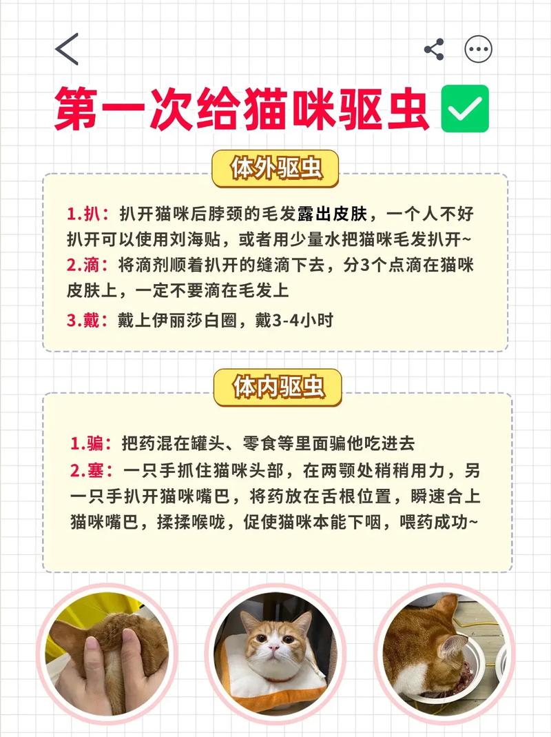 两个月的猫咪怎么驱虫