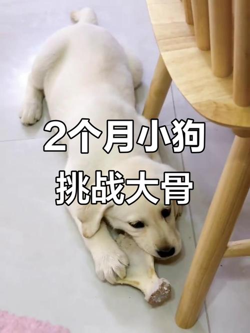 幼犬几个月可以吃骨头