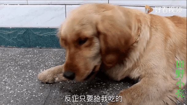 狗狗几个月可以吃骨头