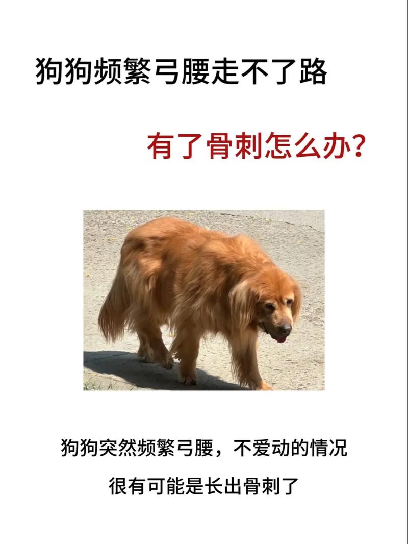 狗狗弓腰而且不敢走路怎么回事?