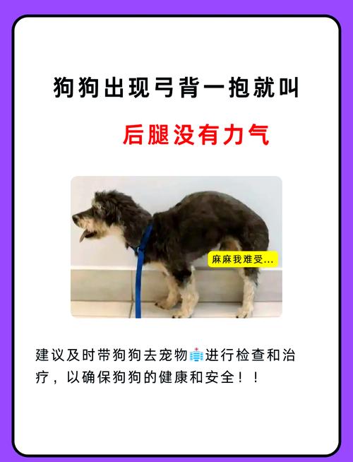 狗狗站起来的时候弓着背
