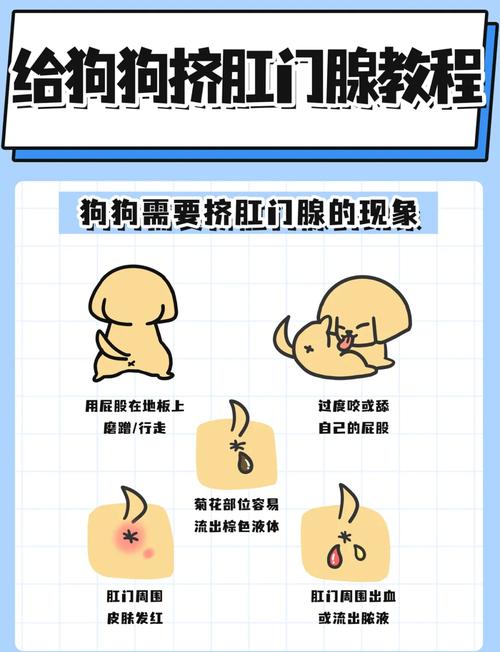 狗狗得了肛门腺炎怎么治疗?