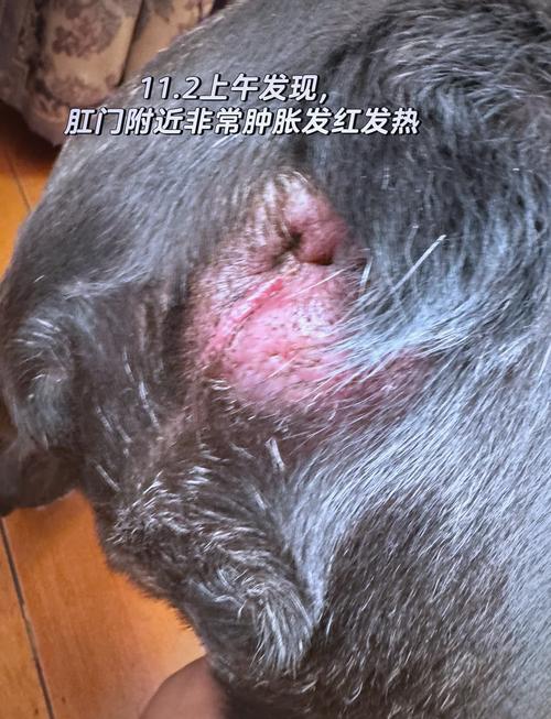 我家狗狗肛门旁边破了个小洞,怎么办?