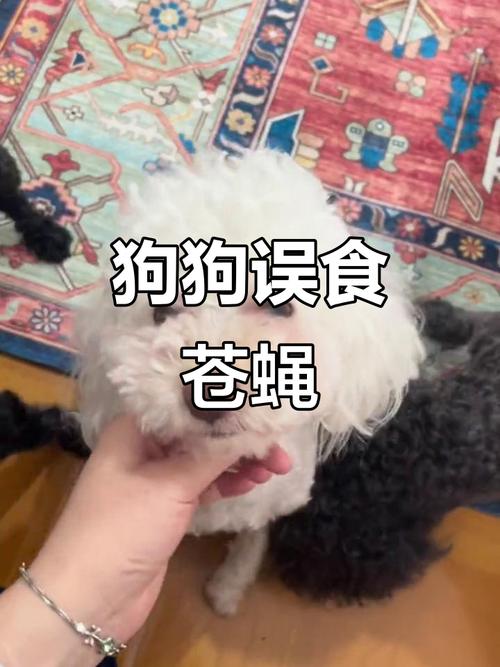 狗狗吃了苍蝇会怎么样?