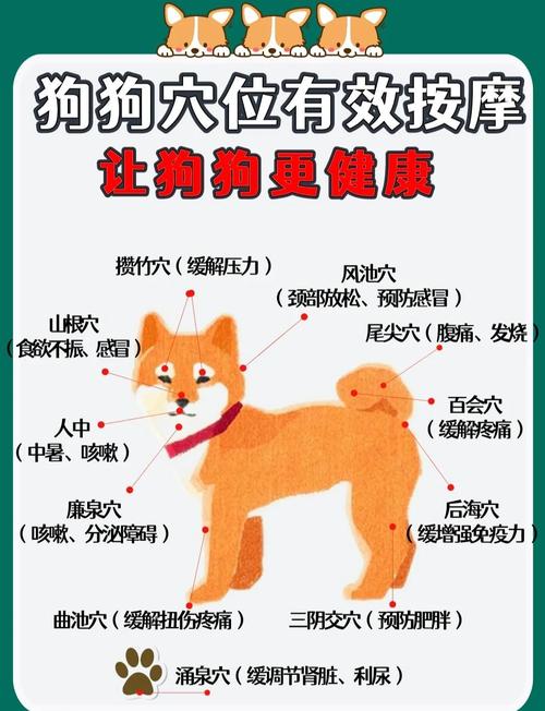 狗狗出门不跟着我走怎么办