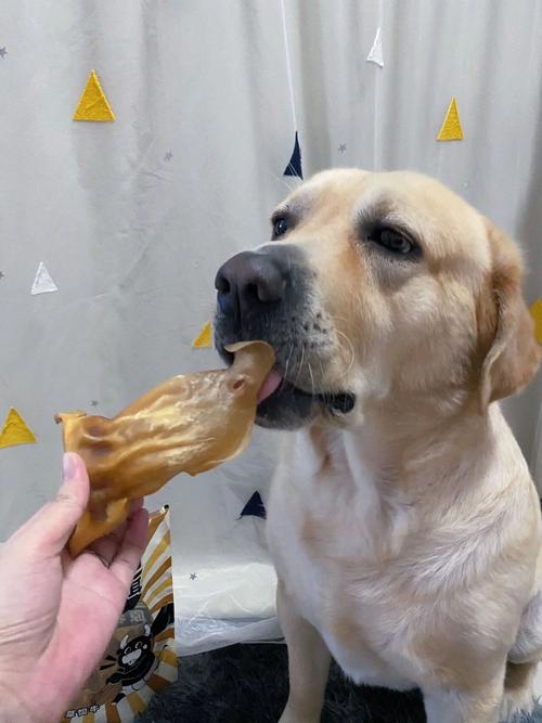 我给狗狗喂大拇指大的牛肉可以吗
