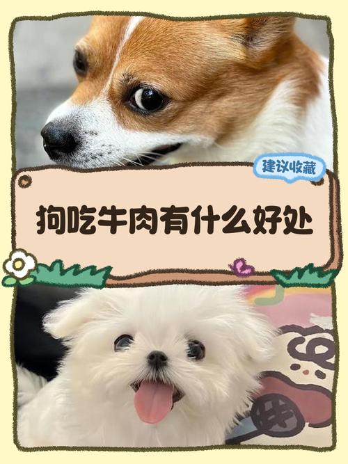 狗可以吃牛肉吗