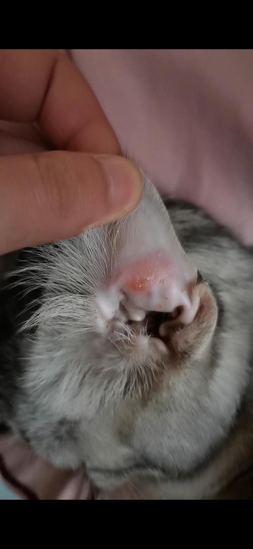 猫咪甩头耳朵有水声
