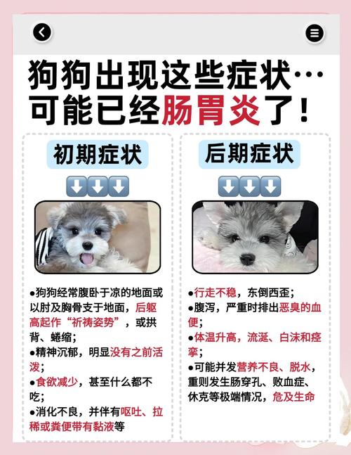 狗狗得了急性肠胃炎怎么办?