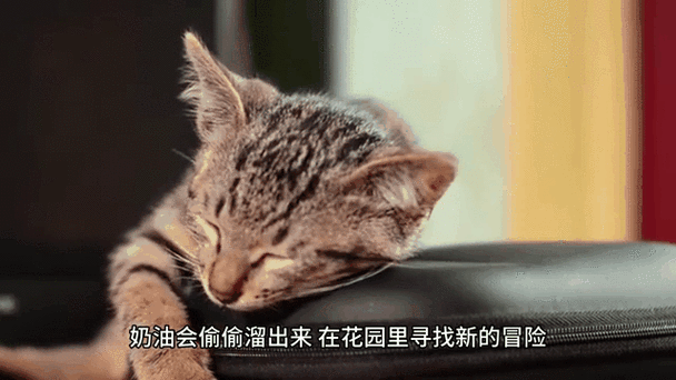 猫吃了奶油怎么补救