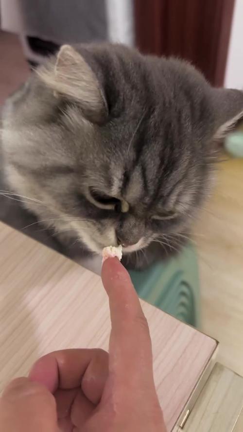 猫咪吃奶油会不会拉肚子-猫咪吃奶油会死吗