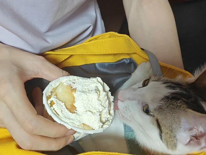 猫和狗能不能吃动物奶油