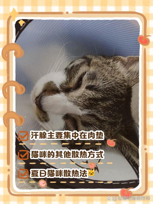 猫咪的汗腺在什么地方?