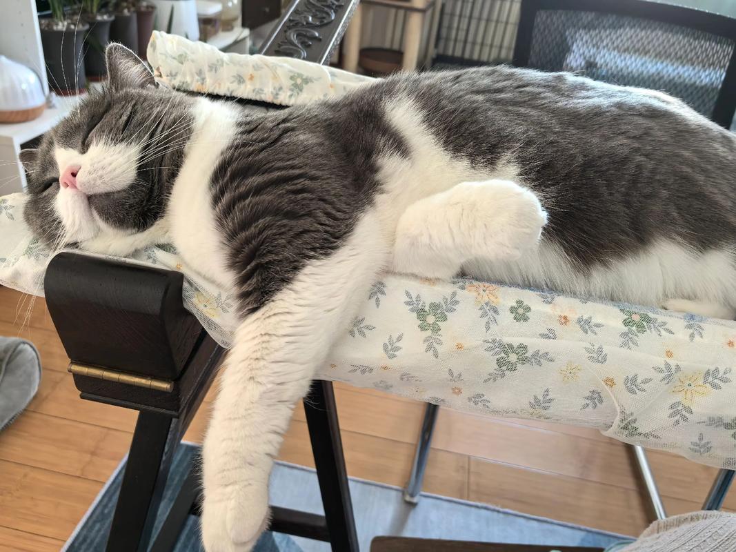 猫咪怎么散热