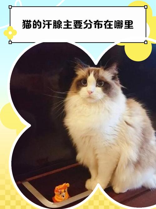 猫咪的汗腺在哪里?