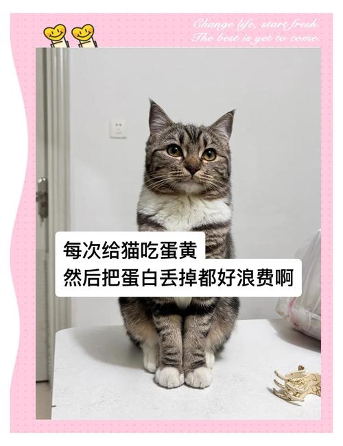 三四个月的猫咪能吃煮鸡蛋吗?