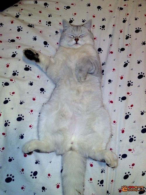 猫咪发情了一直叫怎么办