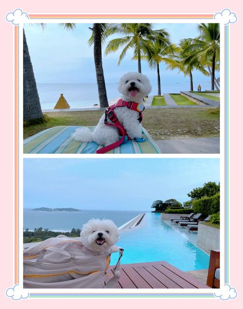 带狗狗坐飞机需要什么手续?