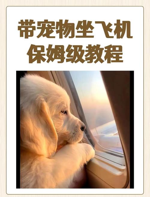 坐飞机可以带狗吗?