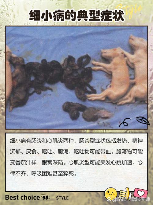 怎么判断狗狗得了细小