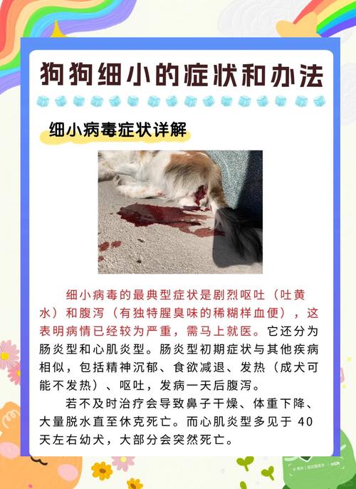 狗狗得细小的症状过程是怎样的