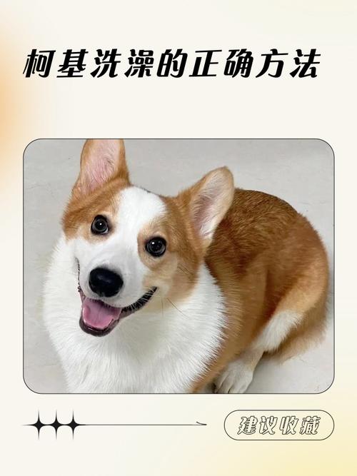 狗能经常洗澡吗?