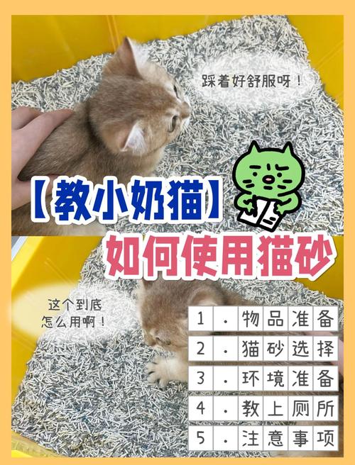 养猫经验分享:怎么样教小奶猫用猫砂盆?