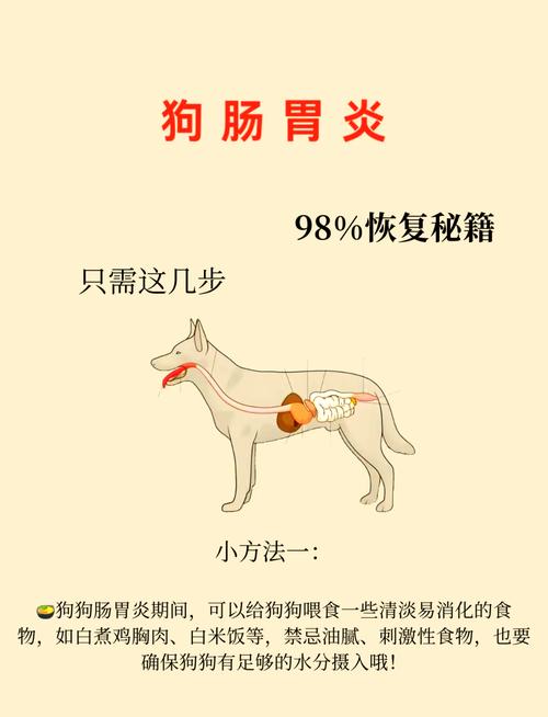 狗狗得了肠炎该怎么办