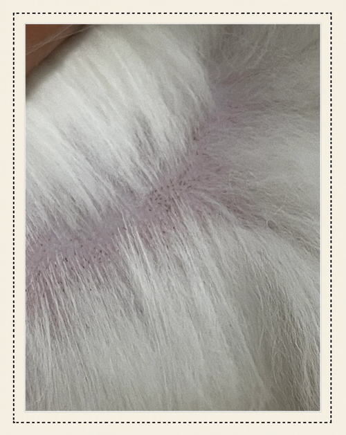 猫咪毛发里有白色皮屑