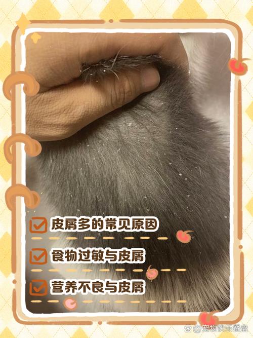 猫身上白色皮屑的原因及处理方法