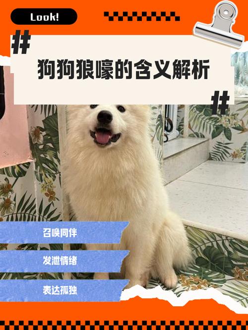 狗狗发出狼叫声是想表达什么?