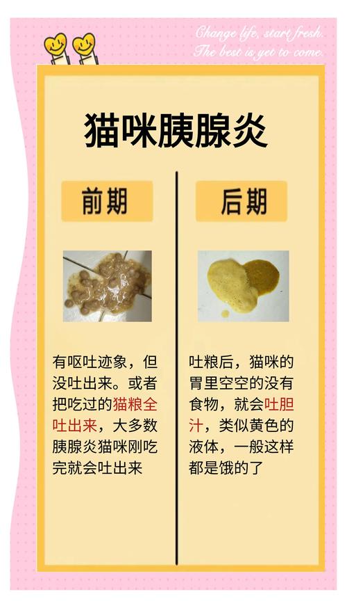 猫咪慢性胰腺炎可以治好吗