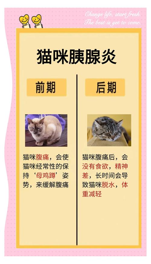 猫咪胰腺炎几天能好