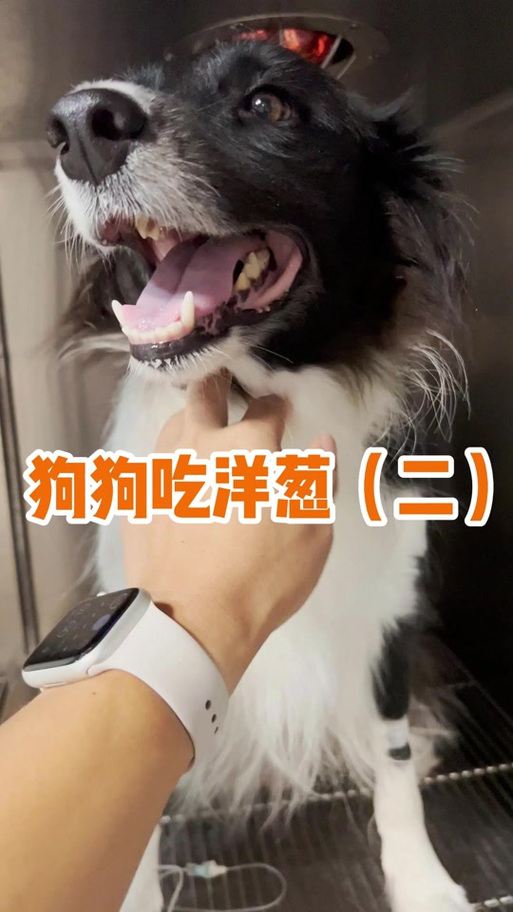 狗狗吃了一点熟洋葱没事吧