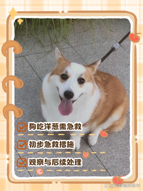 狗可以吃熟洋葱吗
