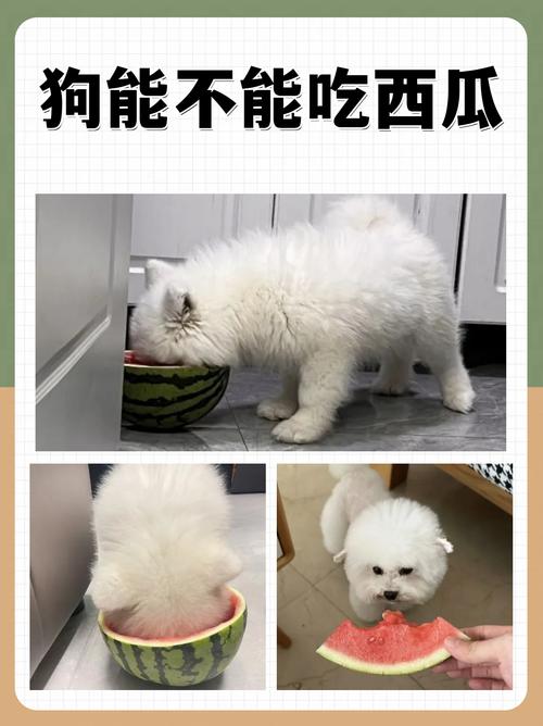 福利狗狗能吃西瓜吗?