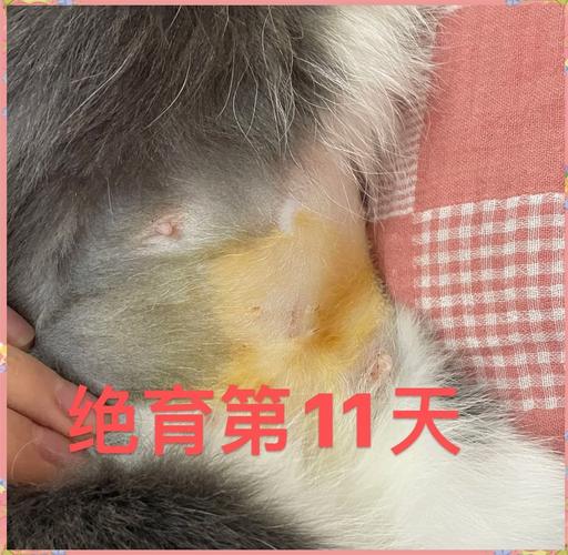 我家猫咪刚做了绝育手术,已经6天了不吃不喝,好着急!!!