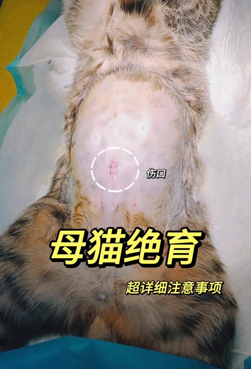 猫绝育后不吃不喝