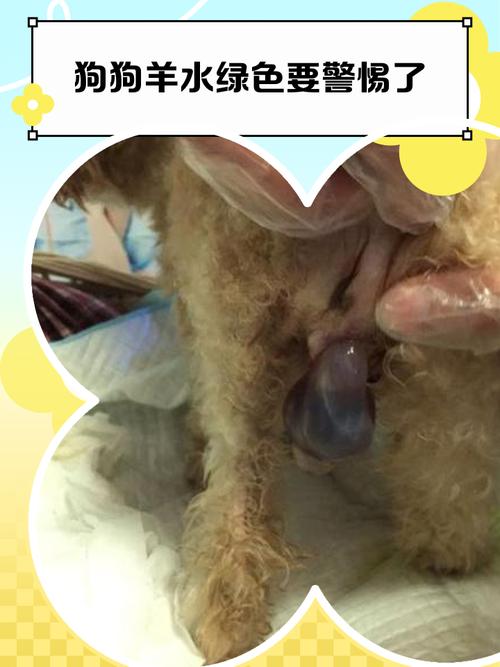 狗狗下面流水是羊水破了吗