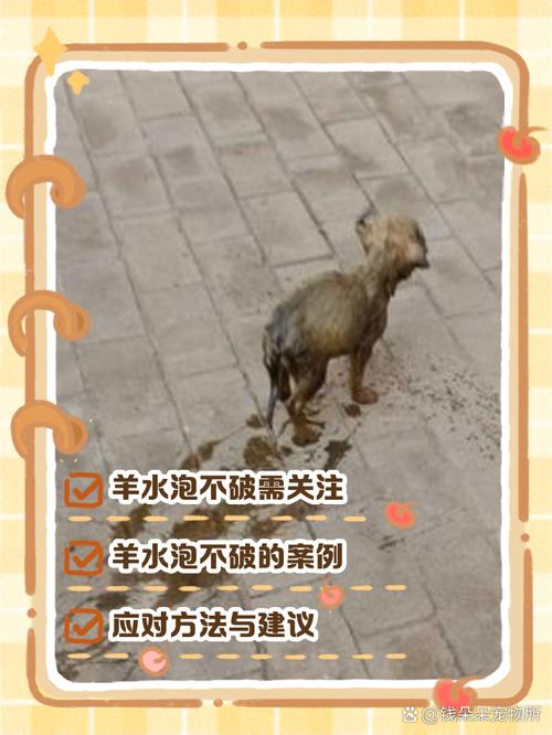 狗狗羊水破了多久才生啊