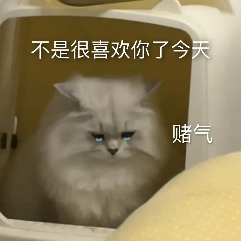 猫咪讨厌你了不喜欢你了想你了他不喜欢你