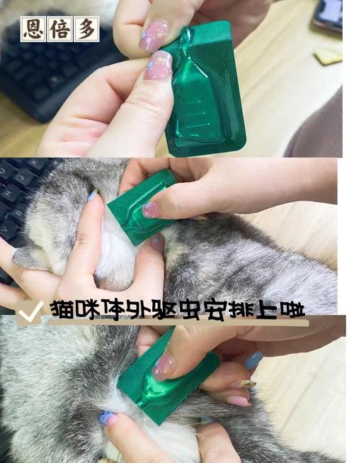 小猫怎么驱虫什么时候驱虫