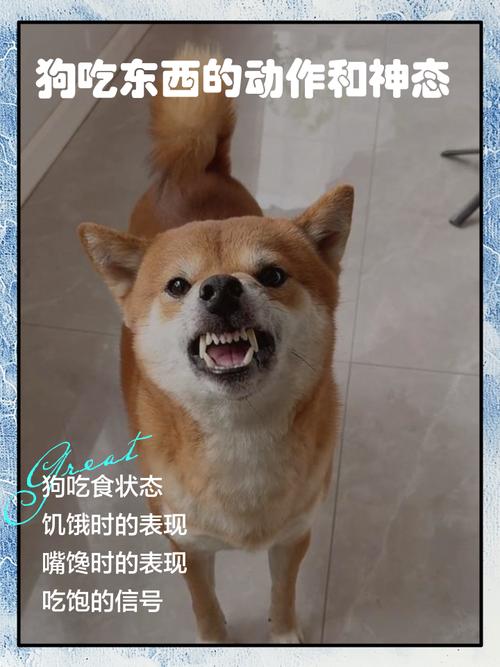 狗吃油腻的东西会怎样