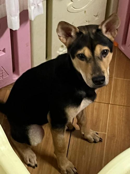 狗狗便便发黑