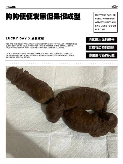 小狗便便很黑怎么回事