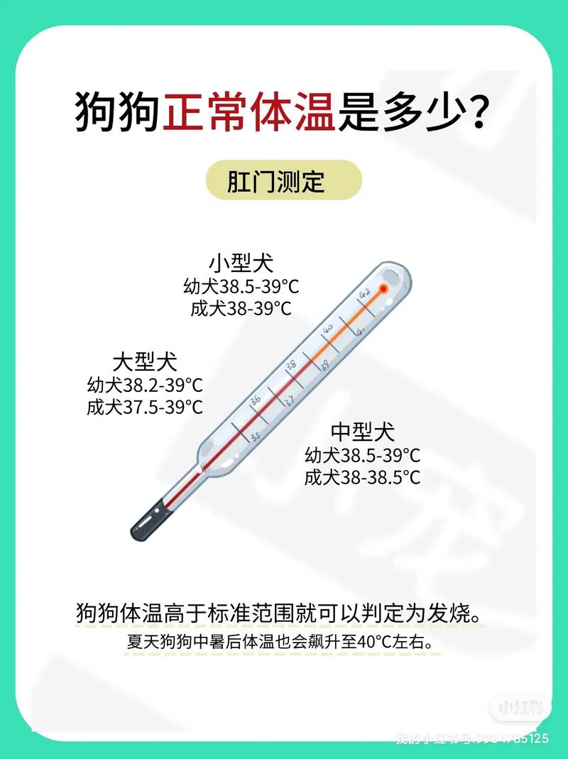 如何给比熊犬量体温