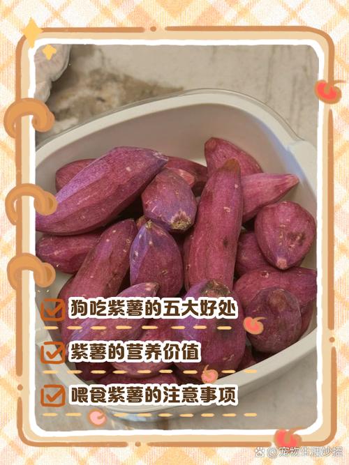 狗可以吃紫薯吗